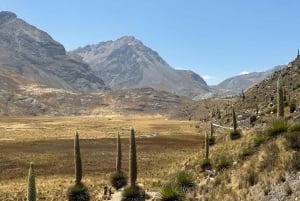 Fra Huaraz: Tur til Pastoruri-gletscheren og Puya Raimondi