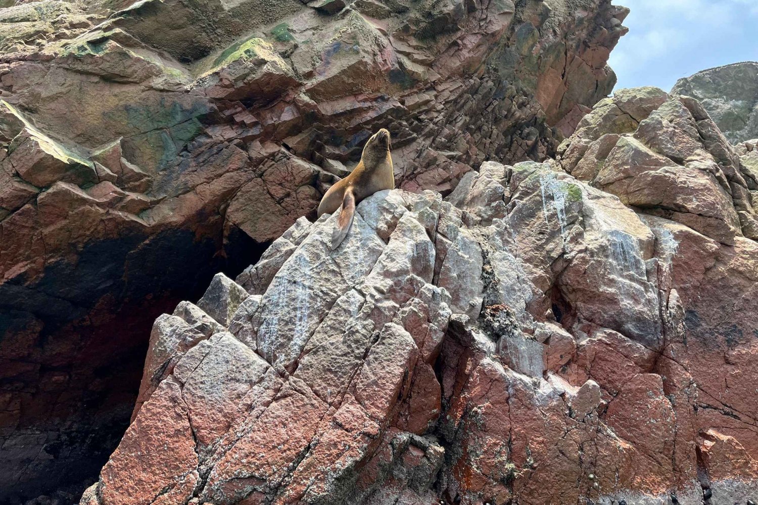Da Ica o Huacachina: Isole Ballestas e Riserva Nazionale di Paracas.