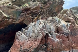 Vanuit Ica of Huacachina: Ballestas-eilanden en Nationaal Reservaat Paracas.