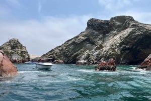 Vanuit Ica of Huacachina: Ballestas-eilanden en Nationaal Reservaat Paracas.