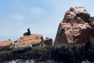 Vanuit Ica of Huacachina: Ballestas-eilanden en Nationaal Reservaat Paracas.