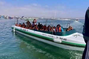 Vanuit Ica of Huacachina: Ballestas-eilanden en Nationaal Reservaat Paracas.