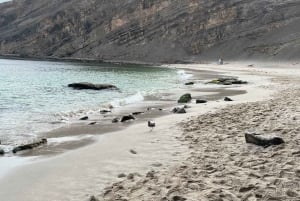 Vanuit Ica of Huacachina: Ballestas-eilanden en Nationaal Reservaat Paracas.