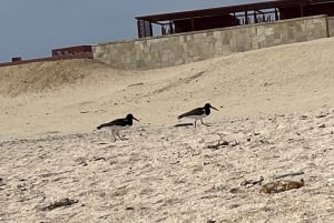 Vanuit Ica of Huacachina: Ballestas-eilanden en Nationaal Reservaat Paracas.