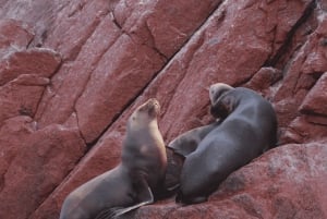 Desde Ica: Tour Islas Ballestas y Paracas - servicio compartido