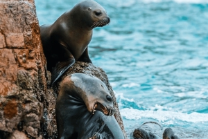 From Ica: Ballestas Islands and Paracas Tour - shared service