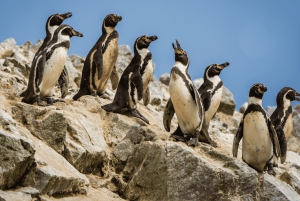 From Ica: Ballestas Islands and Paracas Tour - shared service