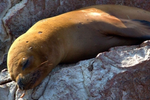 Vanuit Ica: Ballestas Eilanden + Paracas Nationaal Reservaat