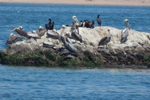 Vanuit Ica: Ballestas Eilanden + Paracas Nationaal Reservaat