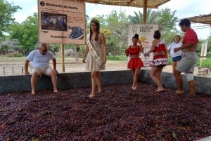 From Ica or Huacachina: Tour to Tacama Vineyard and Artisanal Winery.