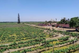 From Ica or Huacachina: Tour to Tacama Vineyard and Artisanal Winery.
