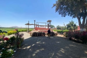Från Ica eller Huacachina: Vin och Pisco Vineyards Tour