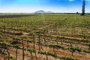 Från Ica eller Huacachina: Vin och Pisco Vineyards Tour
