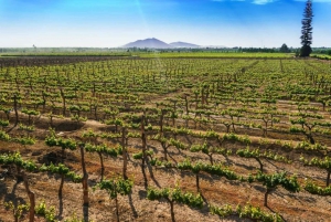From Ica: Wine and Pisco Tour | Free Tasting |