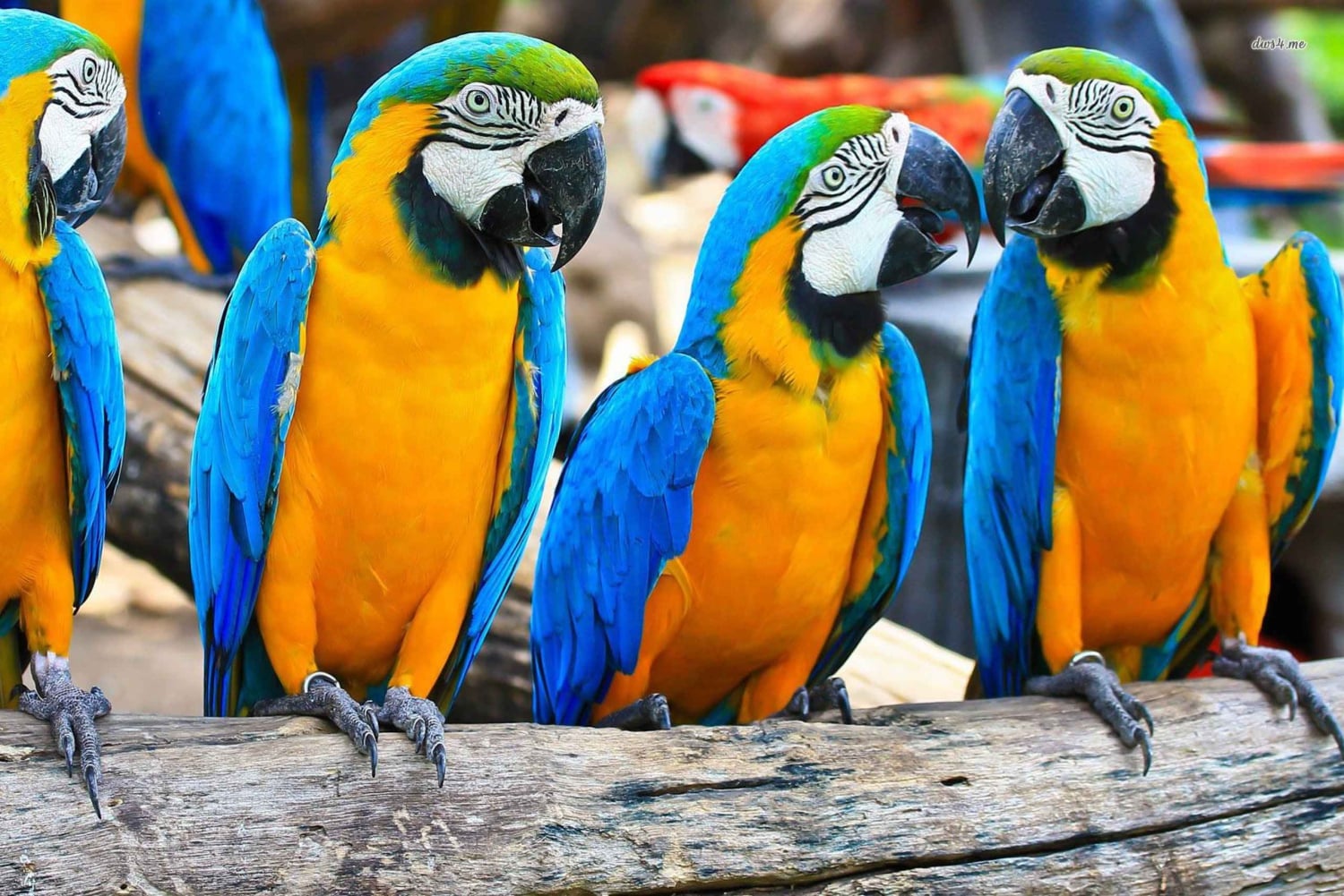 From Iquitos: 3-Day Amazon Jungle Adventure Trip