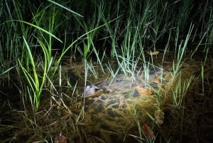 From Iquitos: 3-Day Amazon Jungle Adventure Trip