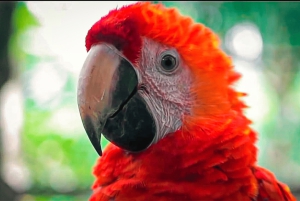 From Iquitos: 3-Day Amazon Jungle Adventure Trip