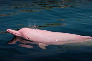 From Iquitos: 3-Day Pacaya Samiria Amazon