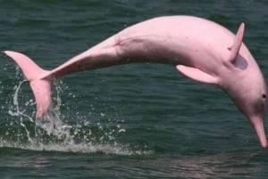 From Iquitos: 3-Day Pacaya Samiria Amazon