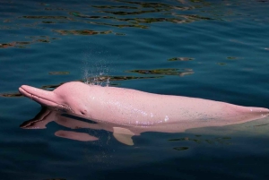 Desde Iquitos: 3 días en Pacaya Samiria Amazonas