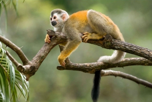 From Iquitos: Amazonas 3 Days 2 Nights