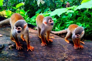 Da Iquitos || Escursione all'Isola delle Scimmie di una giornata intera ||