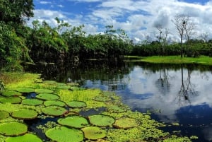 Z Iquitos: Całodniowa wycieczka po peruwiańskiej dżungli