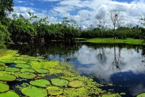 From Iquitos: Full day tour in the Peruvian jungle