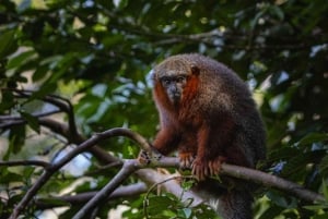 From Iquitos: Full day tour in the Peruvian jungle