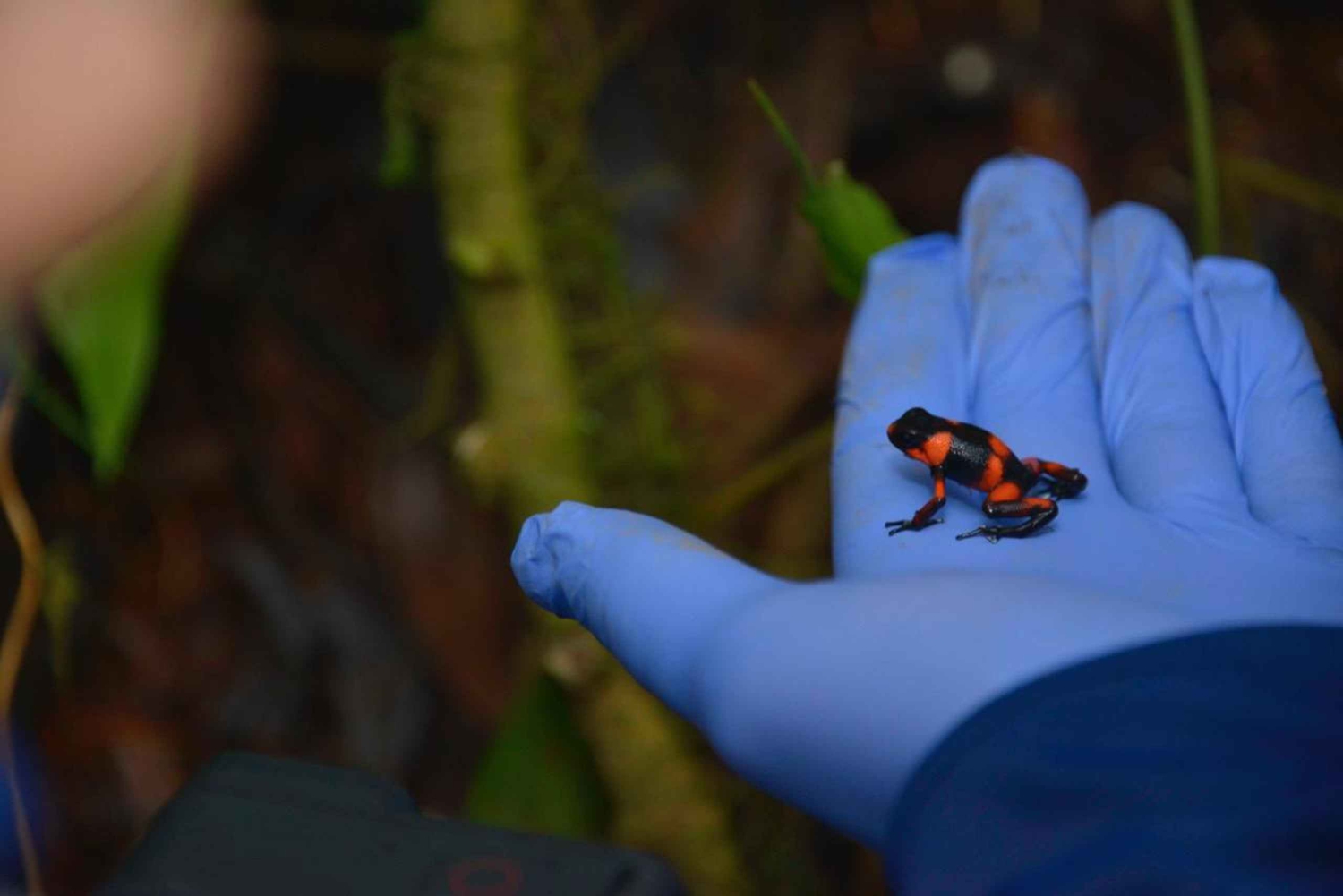 From Iquitos: Nauta Day Trip with Jungle Walk and Lunch