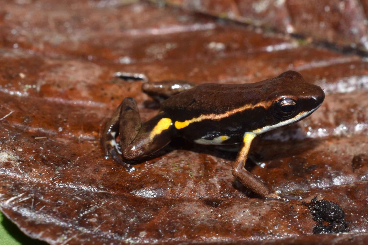 From Iquitos: Nauta Day Trip with Jungle Walk and Lunch