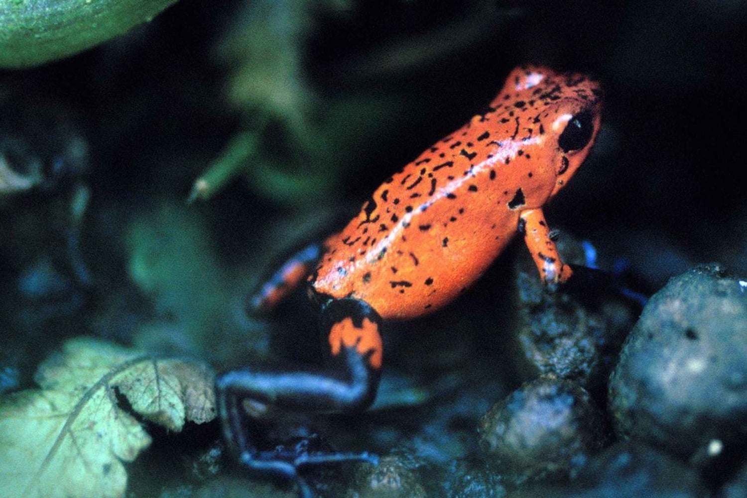 From Iquitos: Nauta Day Trip with Jungle Walk and Lunch