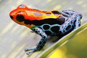 Fra Iquitos: Dagsudflugt til Nauta med jungletur og frokost