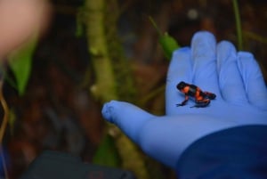 From Iquitos: Nauta Day Trip with Jungle Walk and Lunch