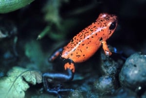 From Iquitos: Nauta Day Trip with Jungle Walk and Lunch