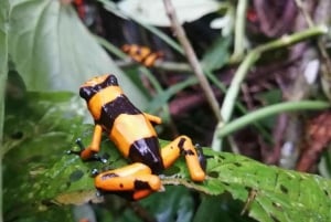 From Iquitos: Nauta Day Trip with Jungle Walk and Lunch