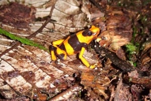 From Iquitos: Nauta Day Trip with Jungle Walk and Lunch