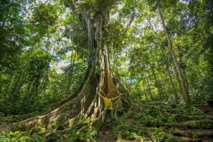 From Iquitos: Pacaya Samiria National Reserve Day Trip