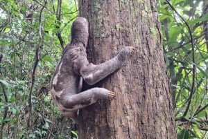 From Iquitos: Pacaya Samiria National Reserve Day Trip