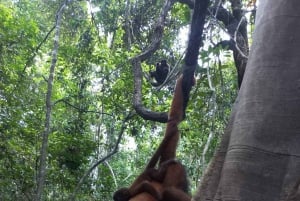 From Iquitos: Pacaya Samiria National Reserve Day Trip