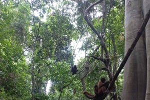 From Iquitos: Pacaya Samiria National Reserve Day Trip