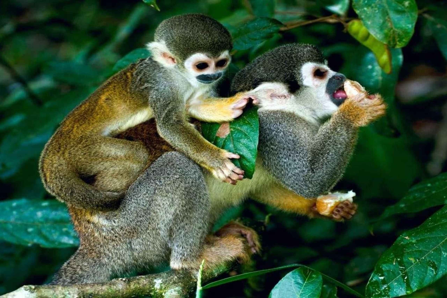 De Iquitos - Excursão à Reserva Pacaya Samiria