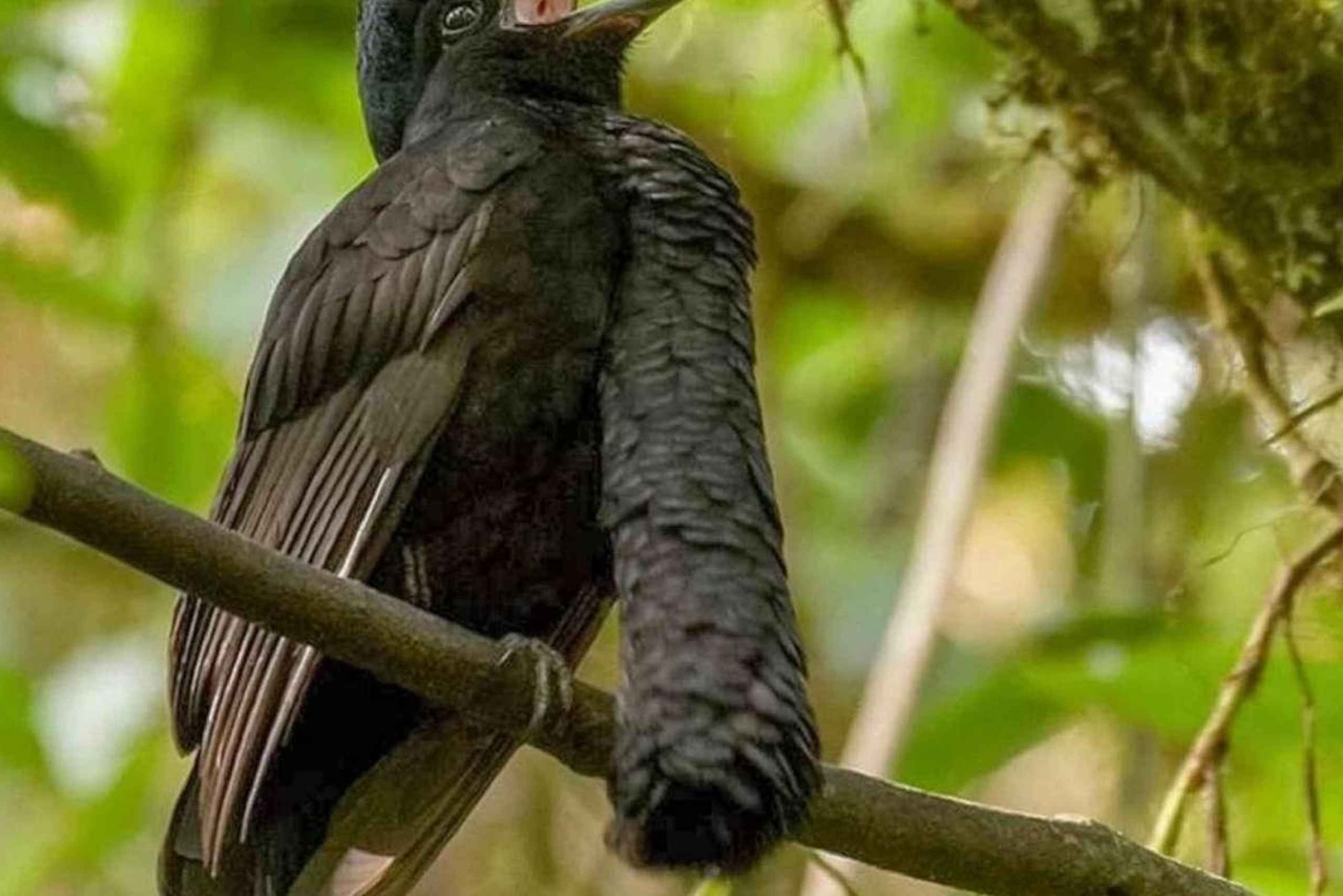 De Iquitos - Excursão à Reserva Pacaya Samiria