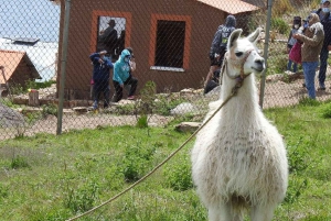 Desde La Paz: Excursión de un día al Lago Titicaca y la Isla del Sol