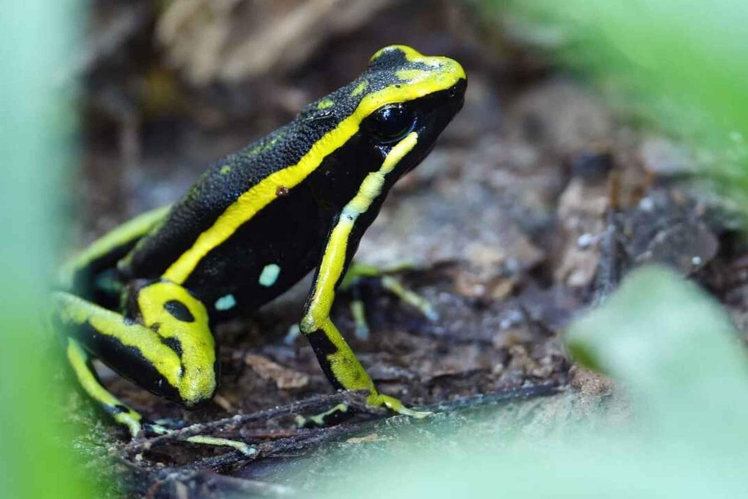 From Leticia: Wild Amazonas Adventure 4-Day Tour