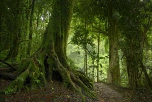 Da Leticia: tour di 4 giorni dell'avventura selvaggia dell'Amazzonia