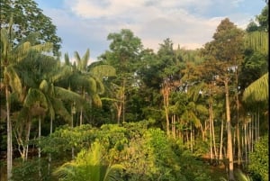 Van Leticia: 4-daagse avontuurlijke Amazonas-tour