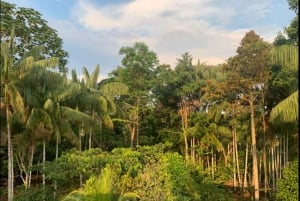 Fra Leticia: Vildt Amazonas-eventyr 4-dages tur