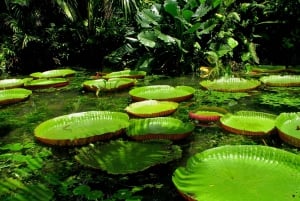 Fra Leticia: Vildt Amazonas-eventyr 4-dages tur