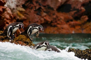 From Lima: 2 Day Tour Paracas, Ballestas Island & Huacachina